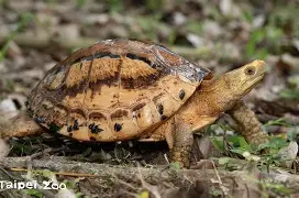 包含#k虤龜鷳[j?€“挴г剄箟]?乸X陟をy$杨▏?撂0铔菱€斶鵢Z的词条-九游会j9登陆